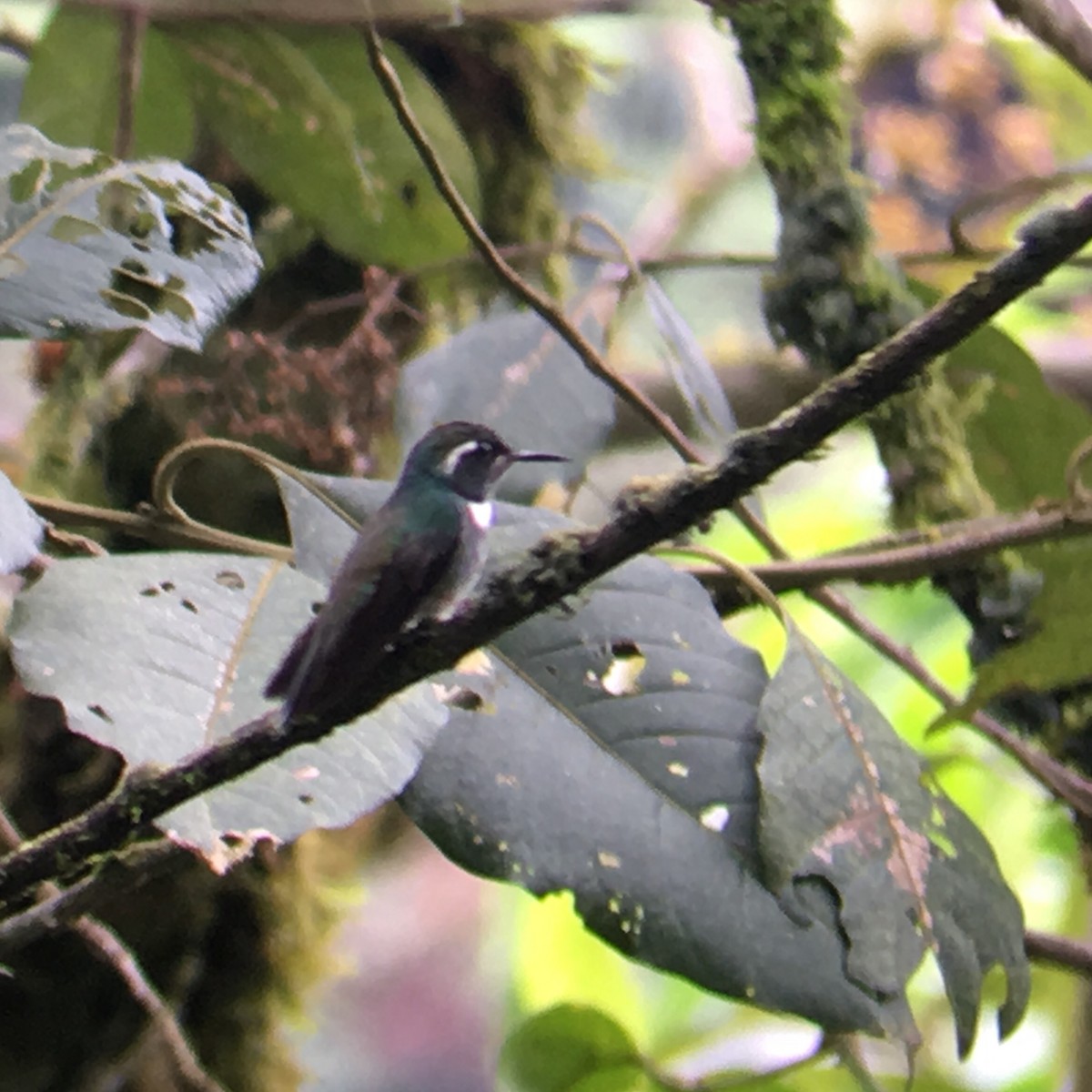 kolibřík klínozobý - ML122642191