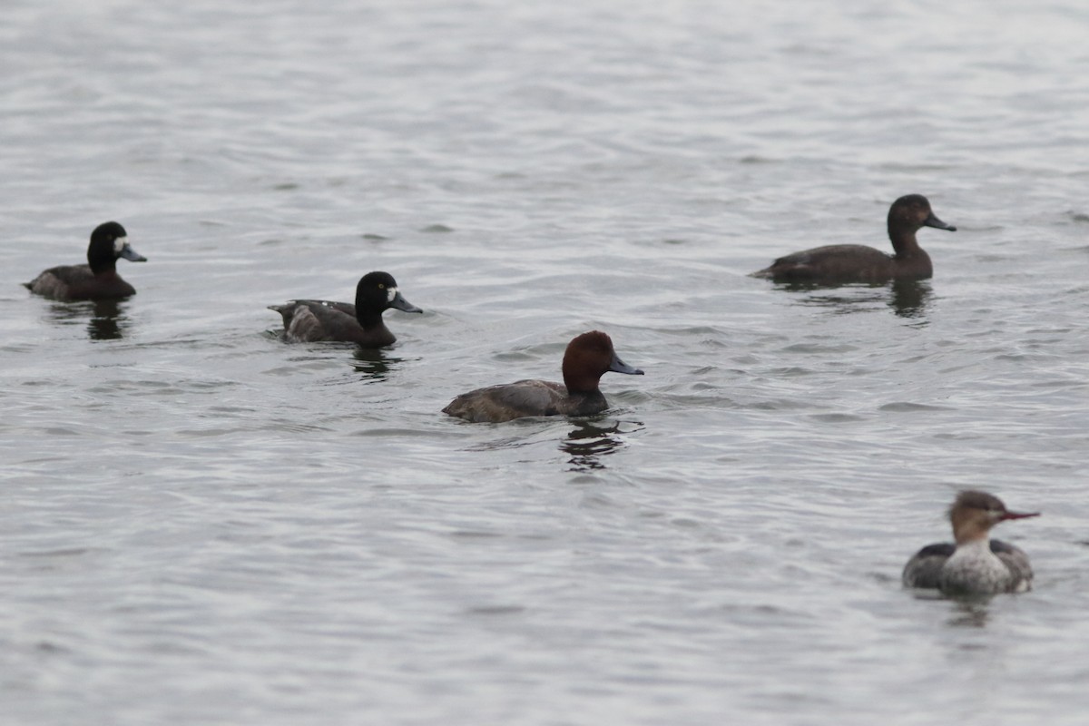 Greater Scaup - ML122647481