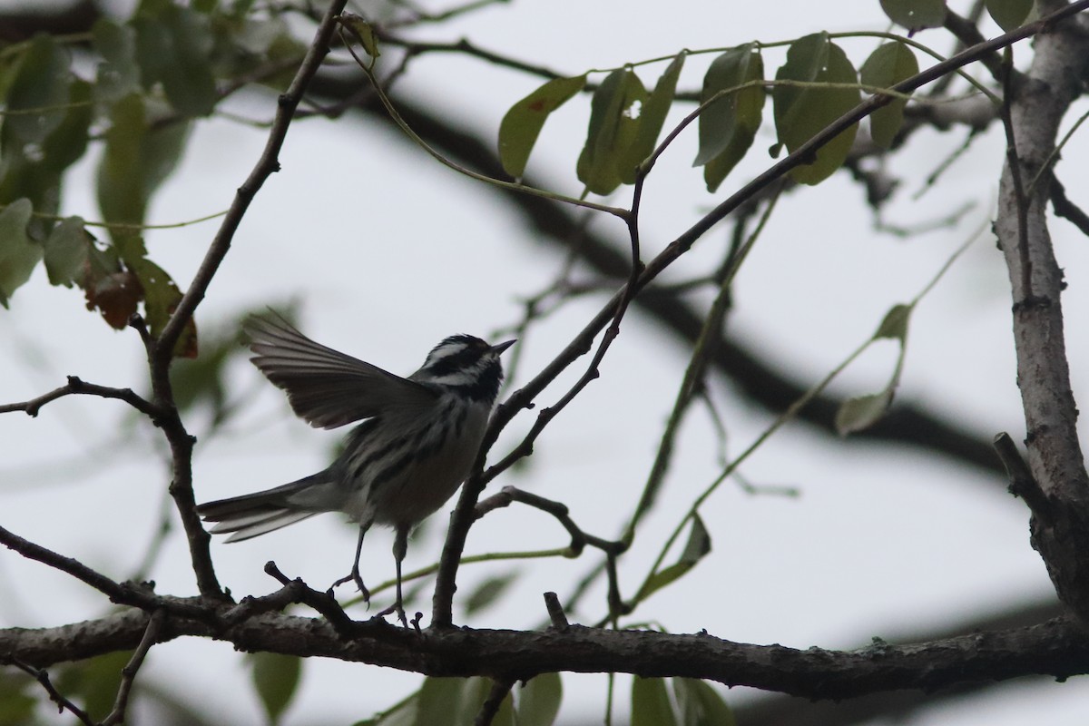 Black-throated Gray Warbler - ML122647991