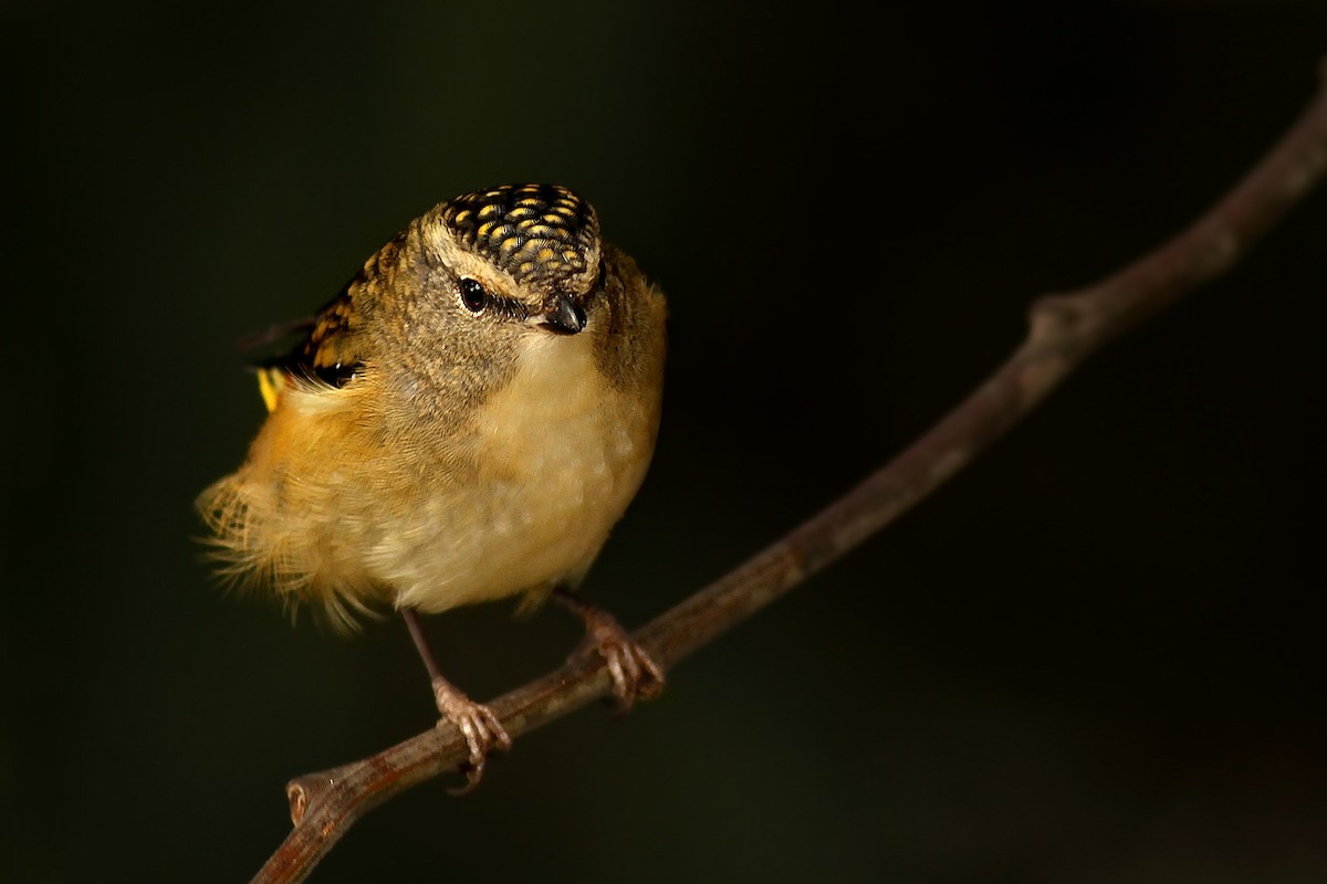Spotted Pardalote - ML122653001