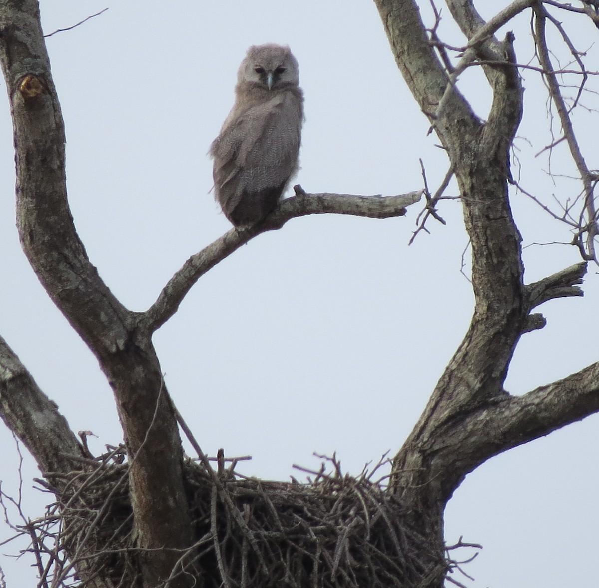 Verreaux's Eagle-Owl - Kevin Seymour