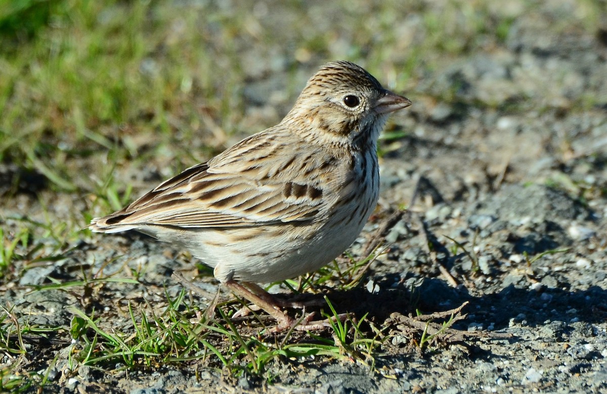 Vesper Sparrow - Steve Tucker