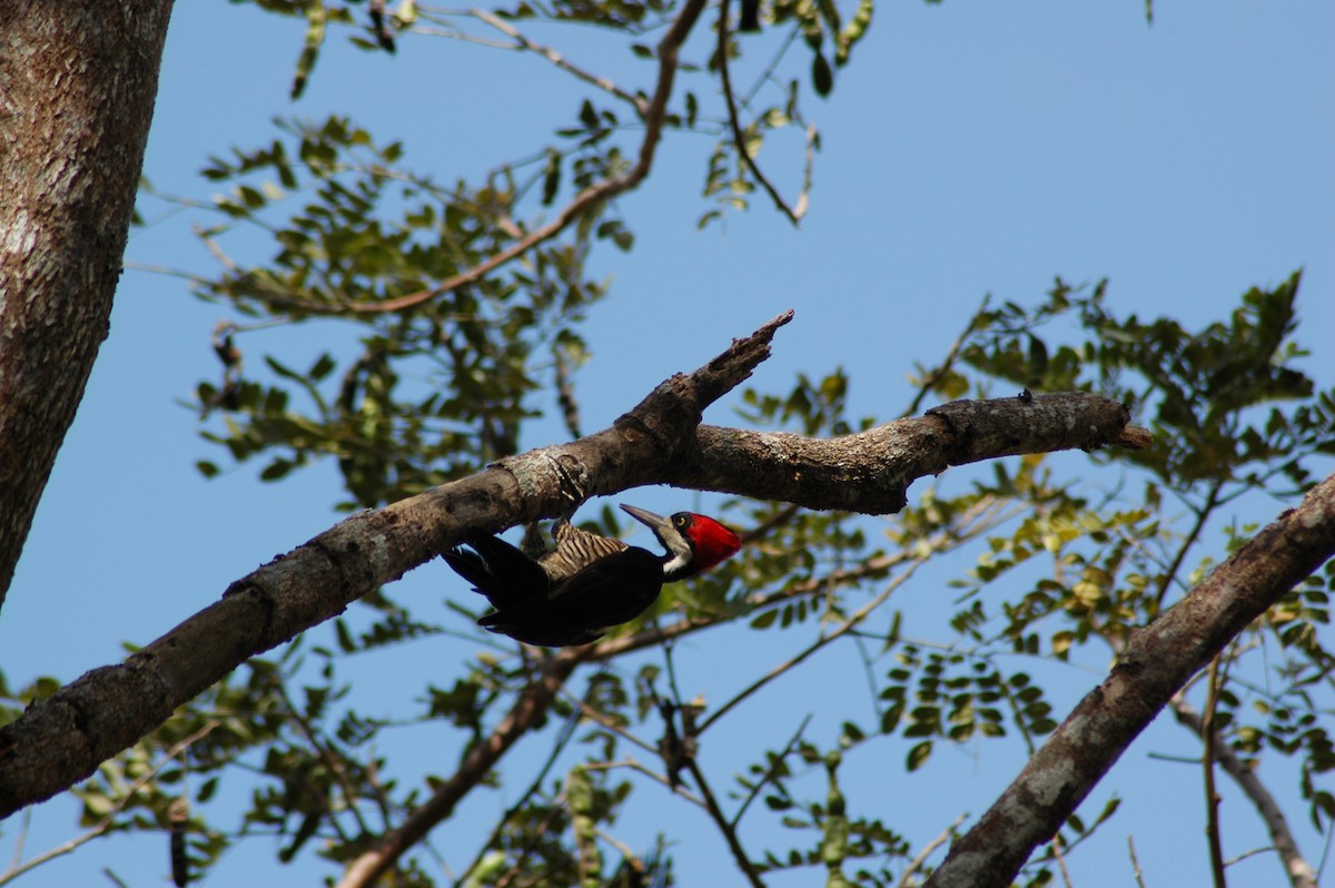 Crimson-crested Woodpecker - ML122653741