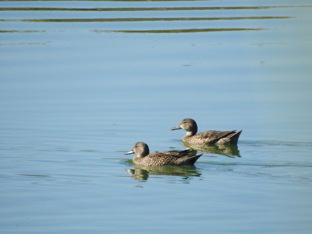 Blue-winged Teal - Adrianh Martinez-Orozco