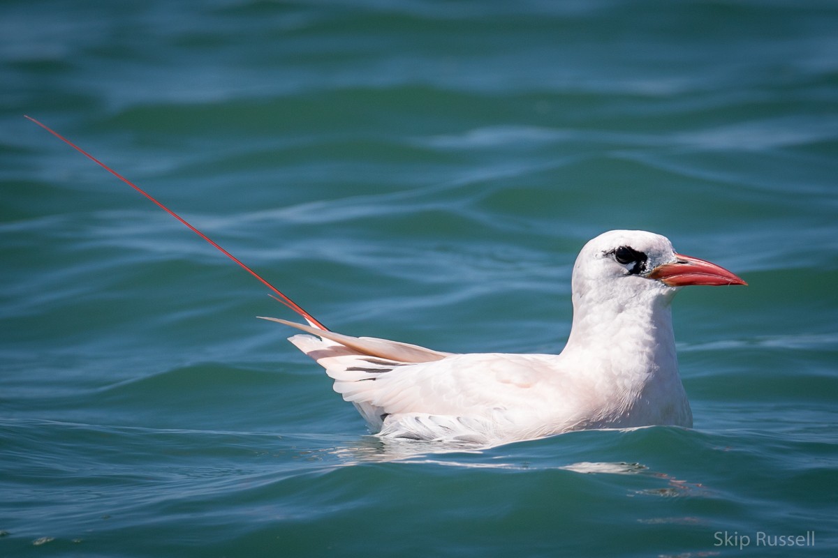 Red-tailed Tropicbird - Skip Russell