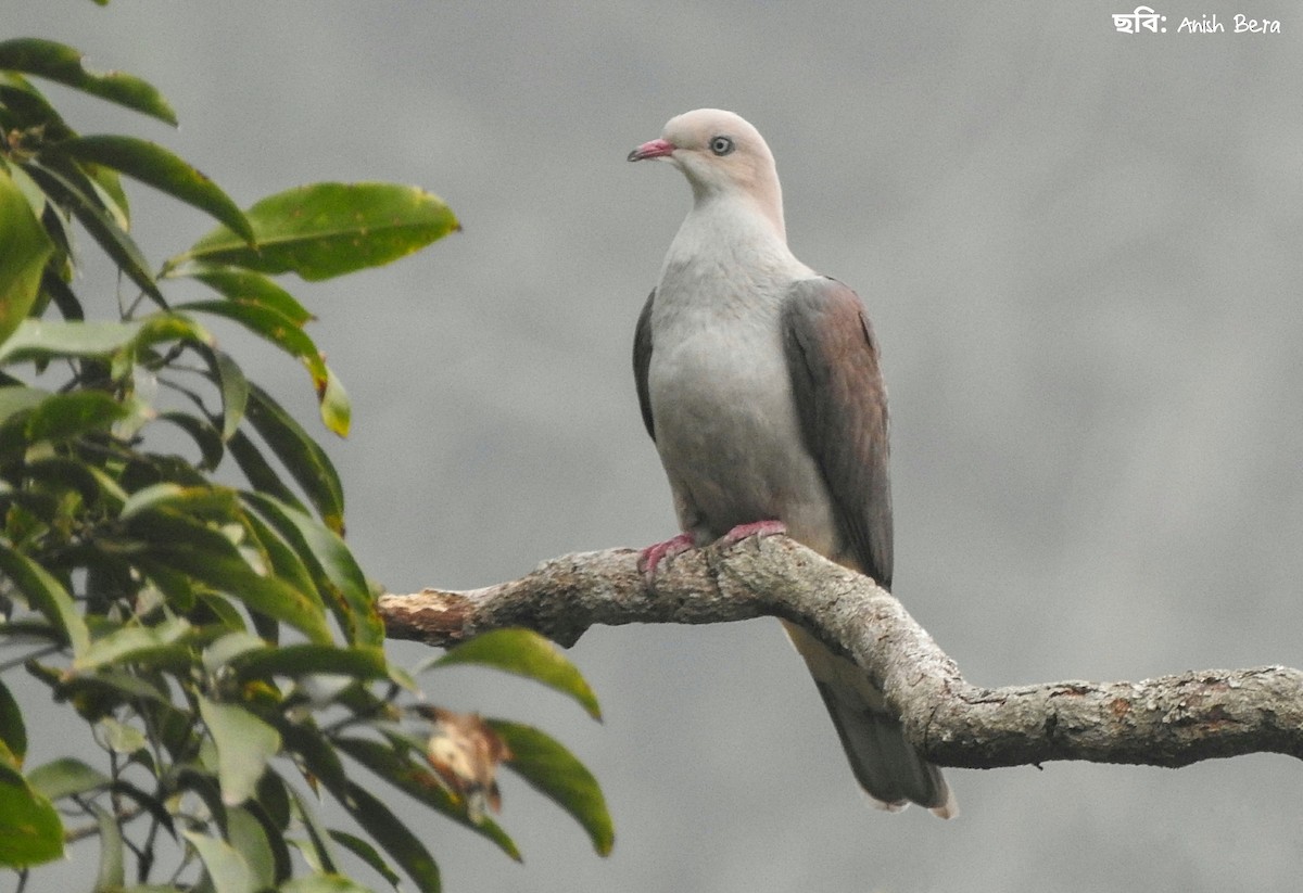 Mountain Imperial-Pigeon - Anish  Bera