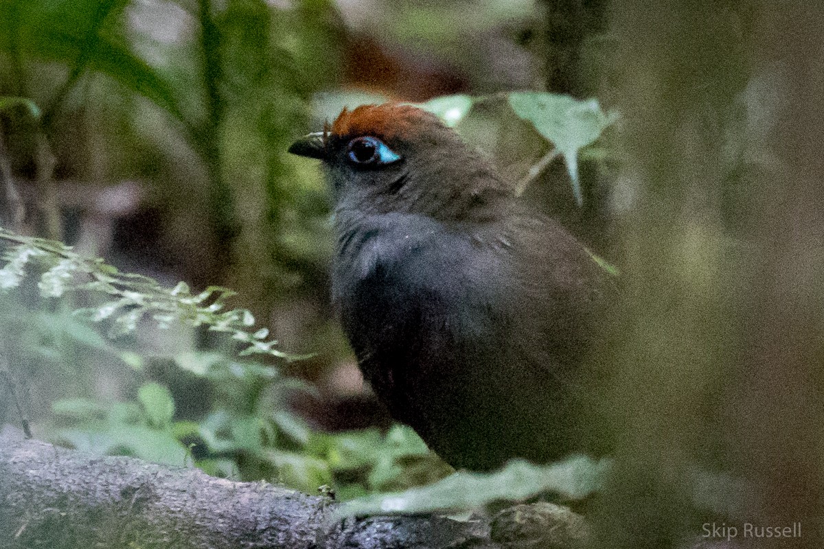 Red-fronted Coua - ML122657831