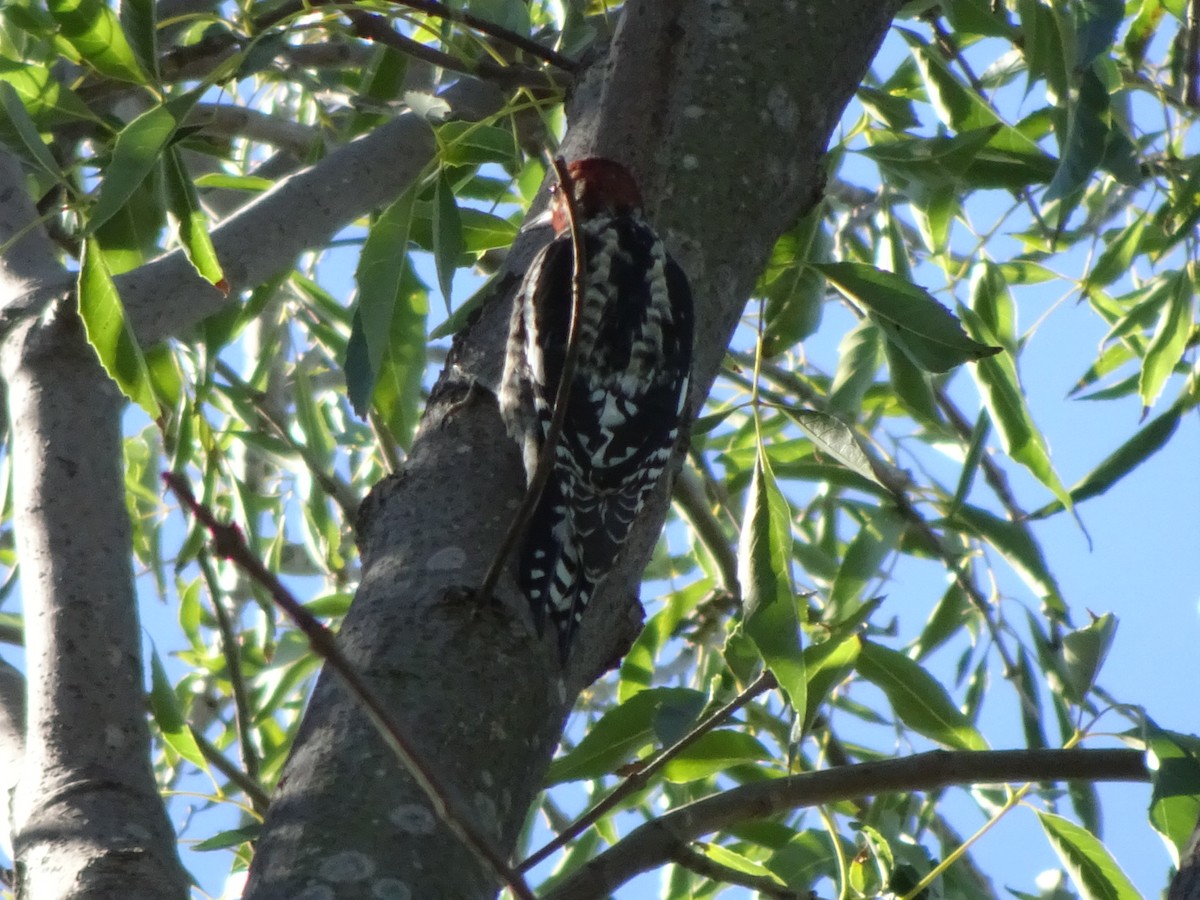 Red-breasted Sapsucker - ML122659291