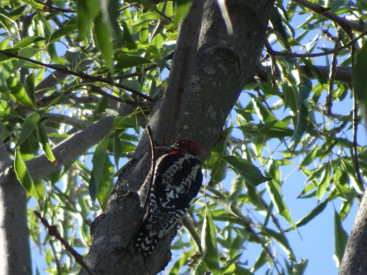 Red-breasted Sapsucker - ML122659301