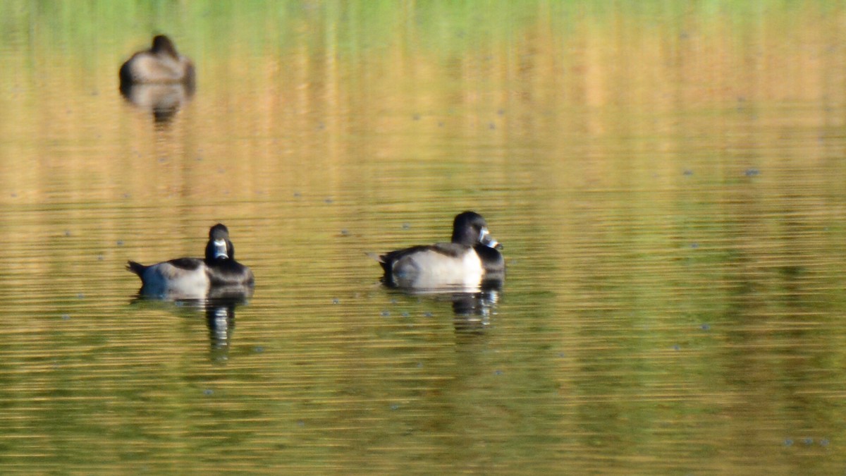 Ring-necked Duck - Carolyn Featherston