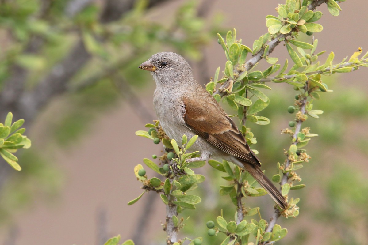 Southern Gray-headed Sparrow - ML122659691