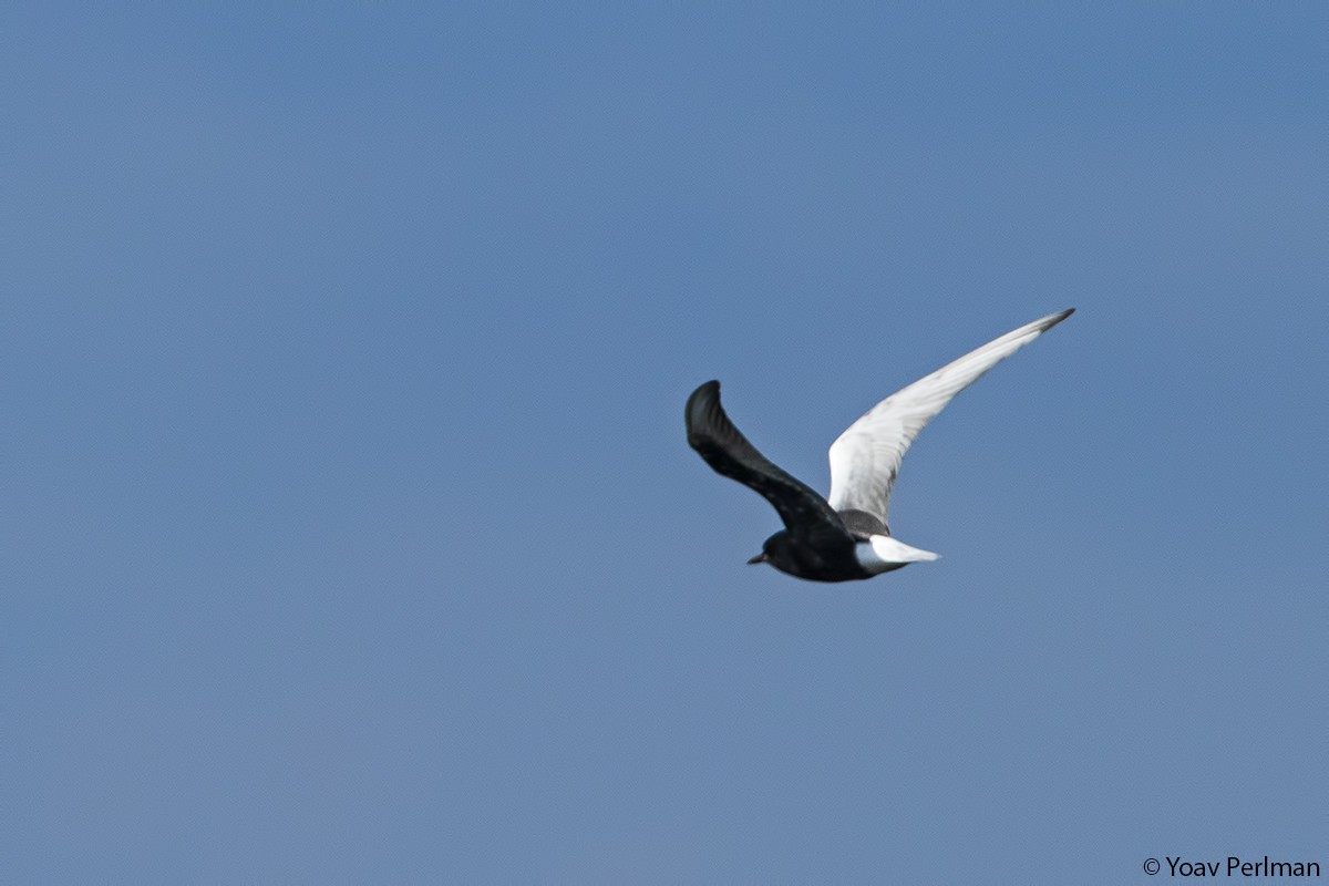 White-winged Tern - ML122661361