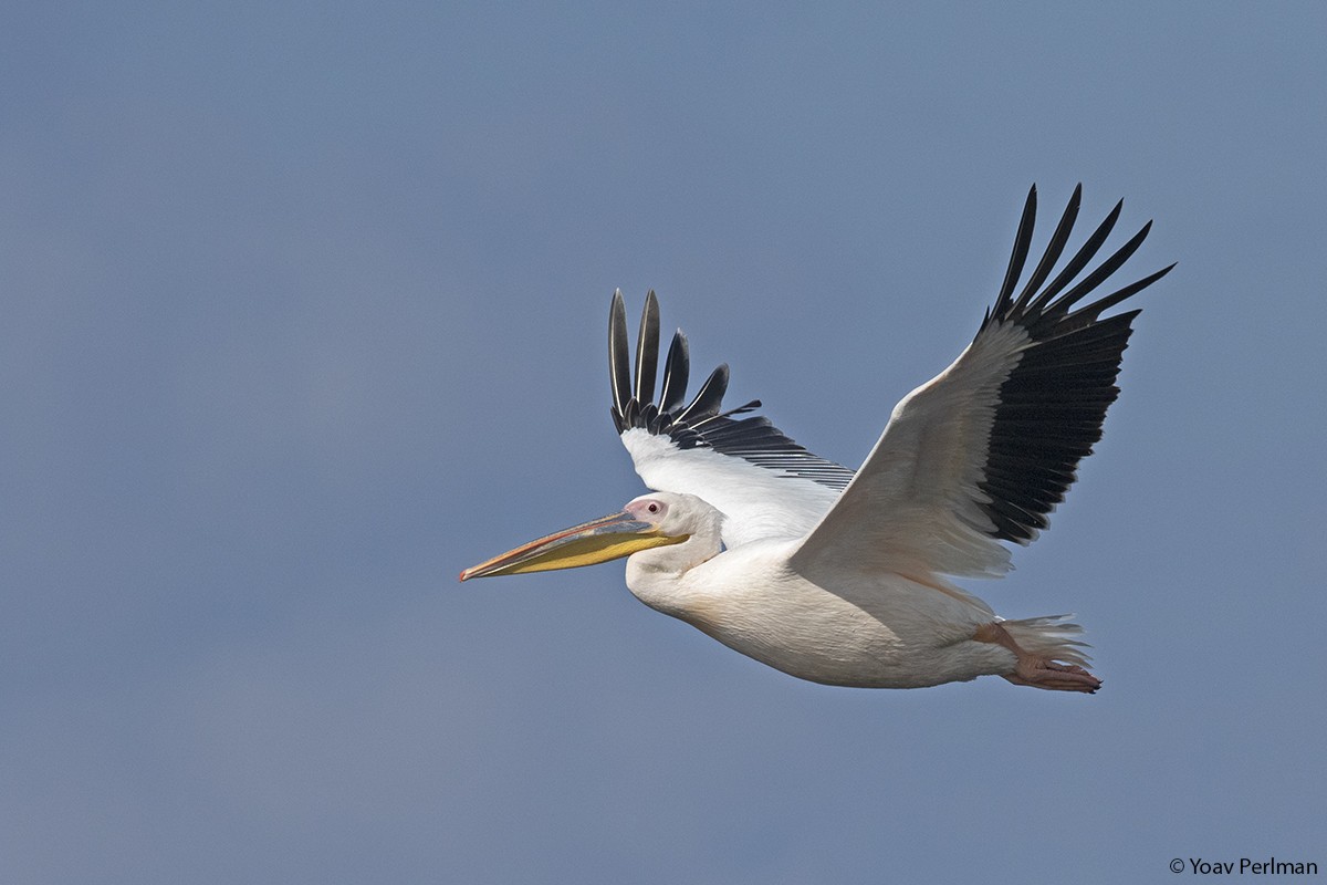 Great White Pelican - Yoav Perlman