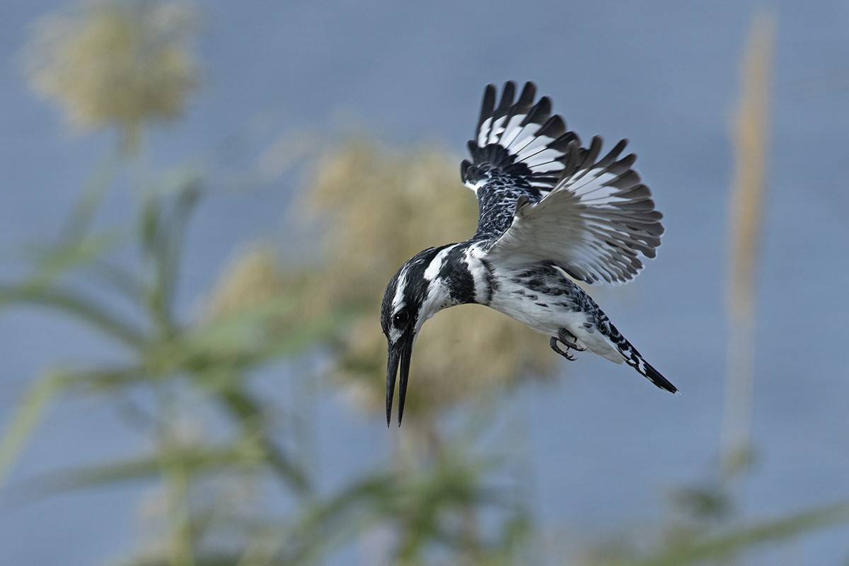 Pied Kingfisher - Yoav Perlman