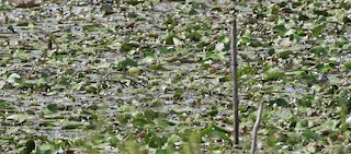 Cotton Pygmy-Goose, ML122661721