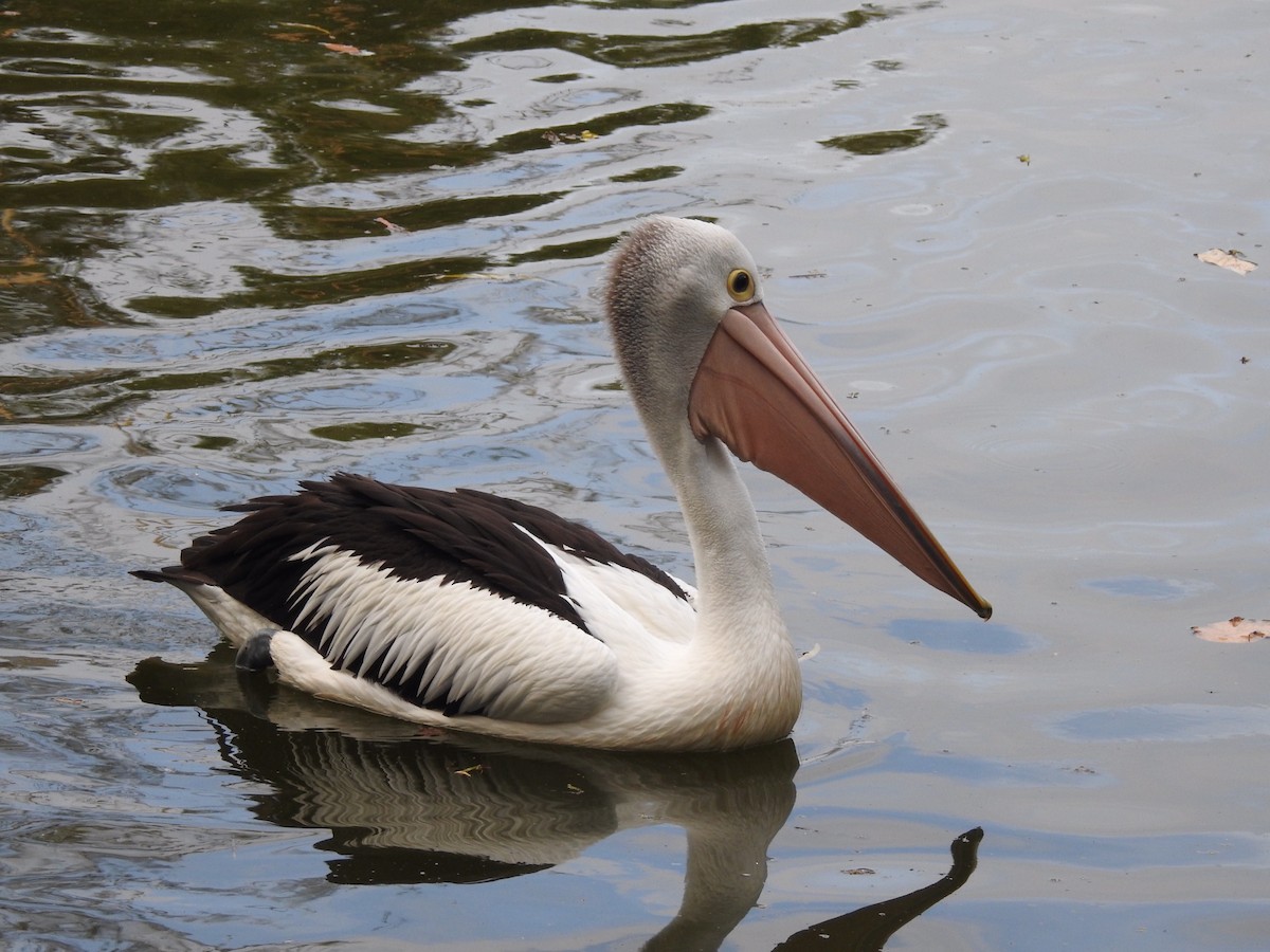 Australian Pelican - Dan Stoker