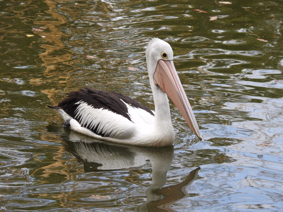 pelikán australský - ML122662361
