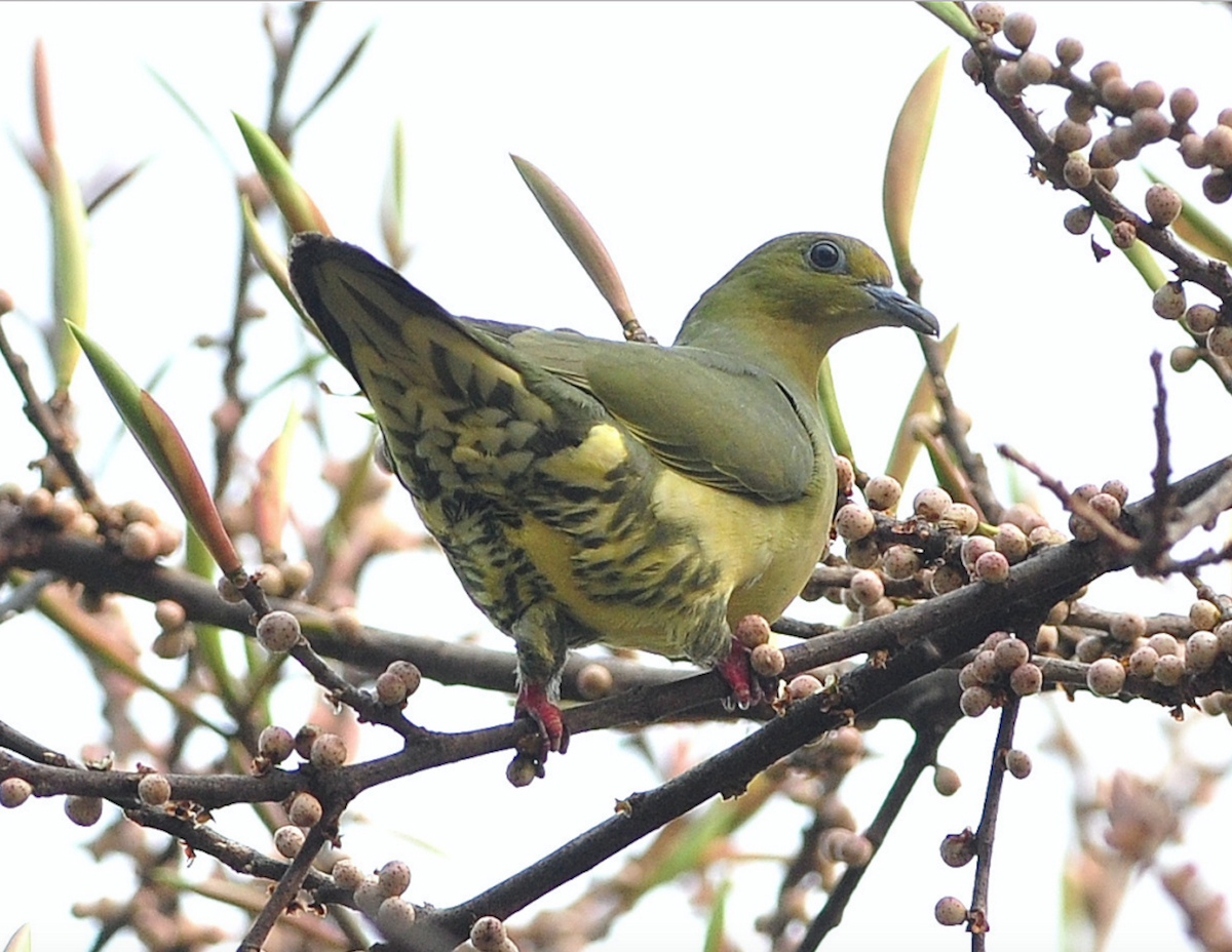 Wedge-tailed Green-Pigeon - David Gandy