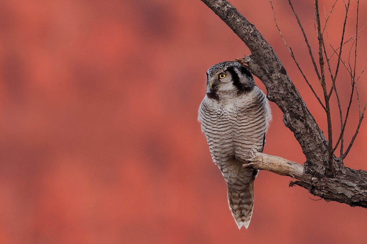 Northern Hawk Owl - Vincent Wang