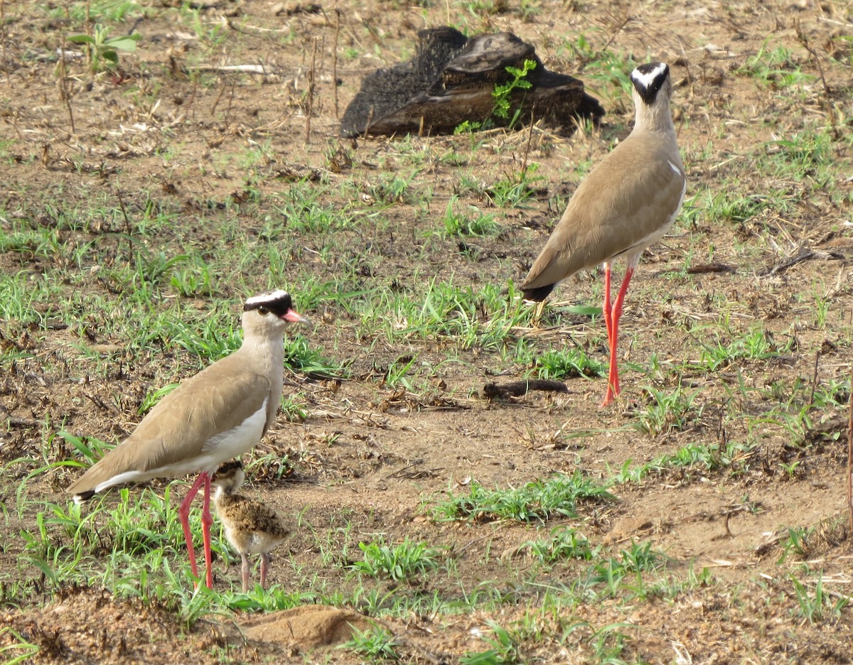 Crowned Lapwing - ML122668361