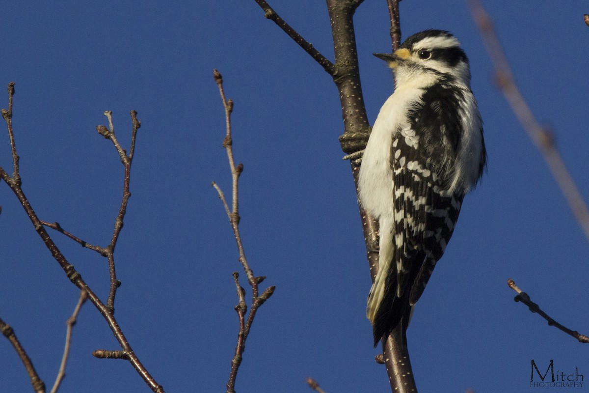 Downy Woodpecker - Mitch (Michel) Doucet