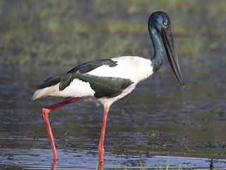  - Black-necked Stork