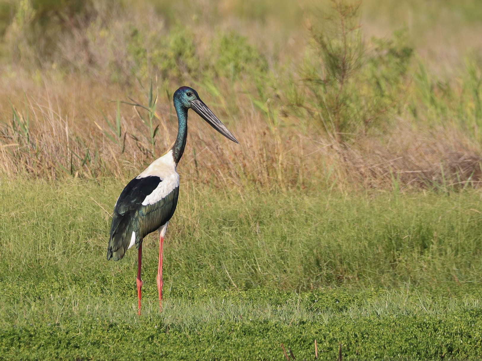 Black-necked Stork - Ged Tranter