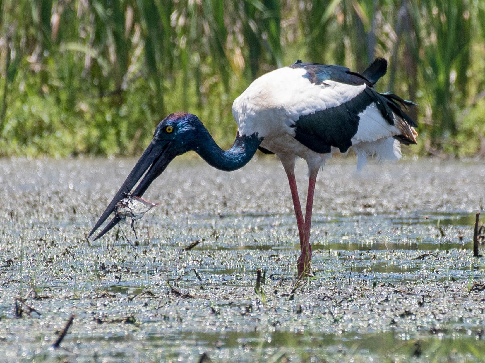 Black-necked Stork - Terence Alexander