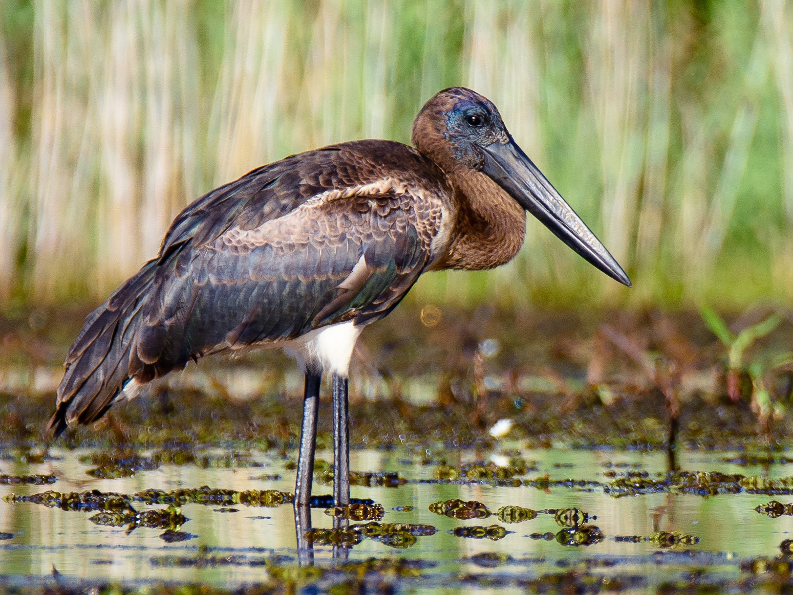 Black-necked Stork - Adam Higgins