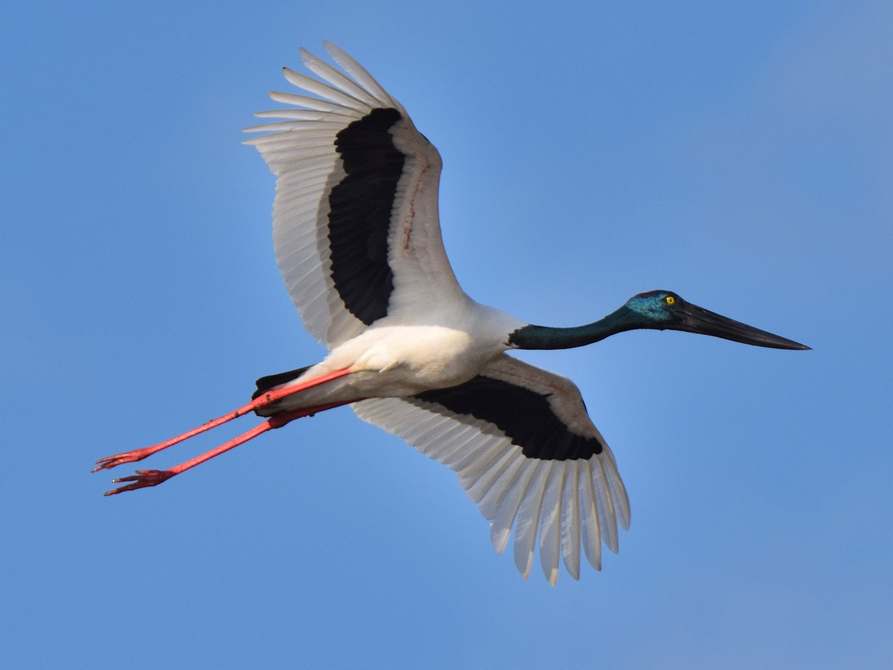 Black-necked Stork - Chris Wills