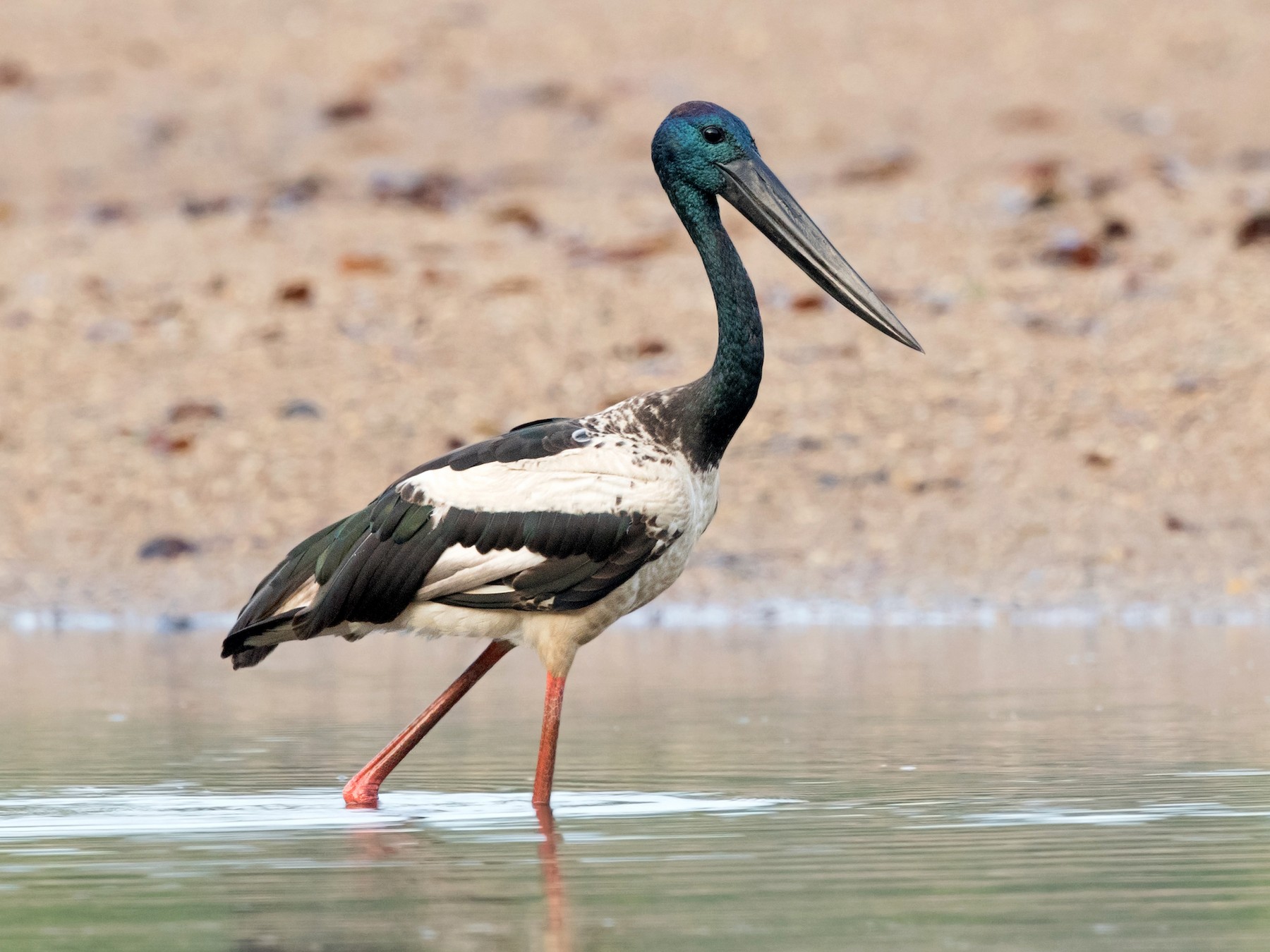 Black-necked Stork - David Irving