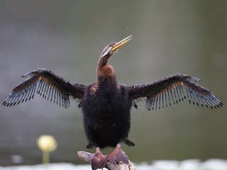  - Australasian Darter