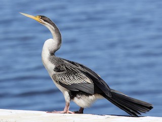 - Australasian Darter