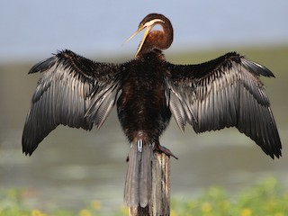  - Australasian Darter