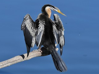  - Australasian Darter