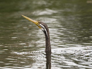  - Australasian Darter