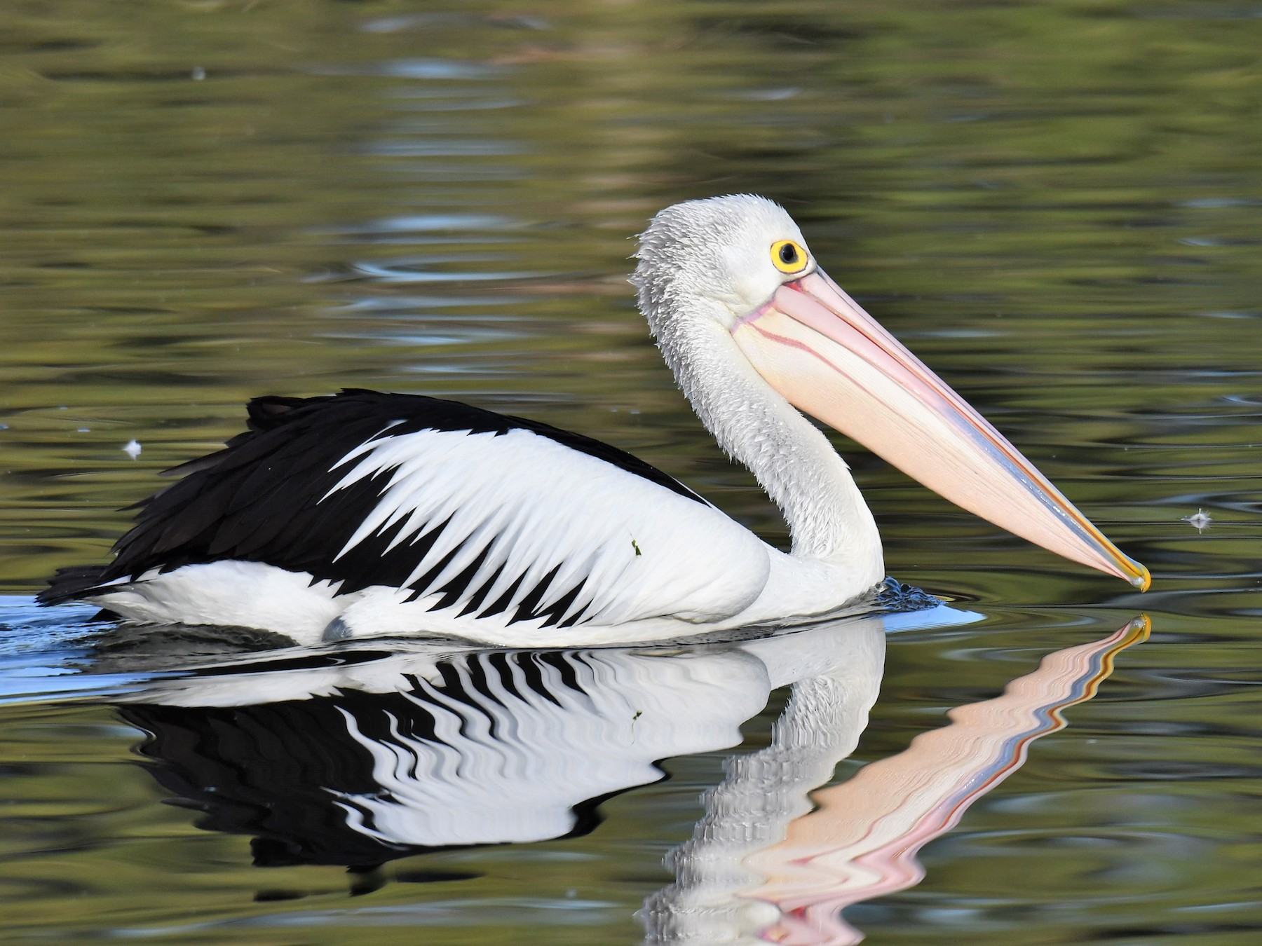 Australian Pelican - Chris Munson