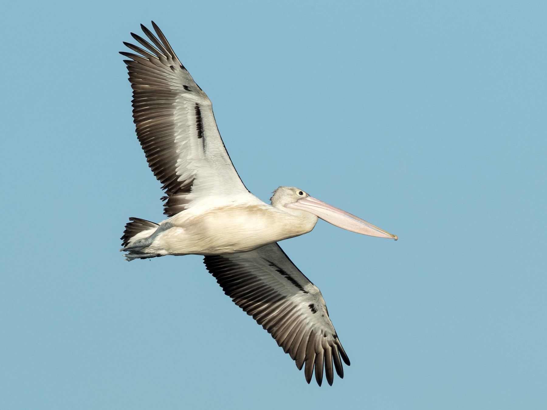 Australian Pelican - David Irving