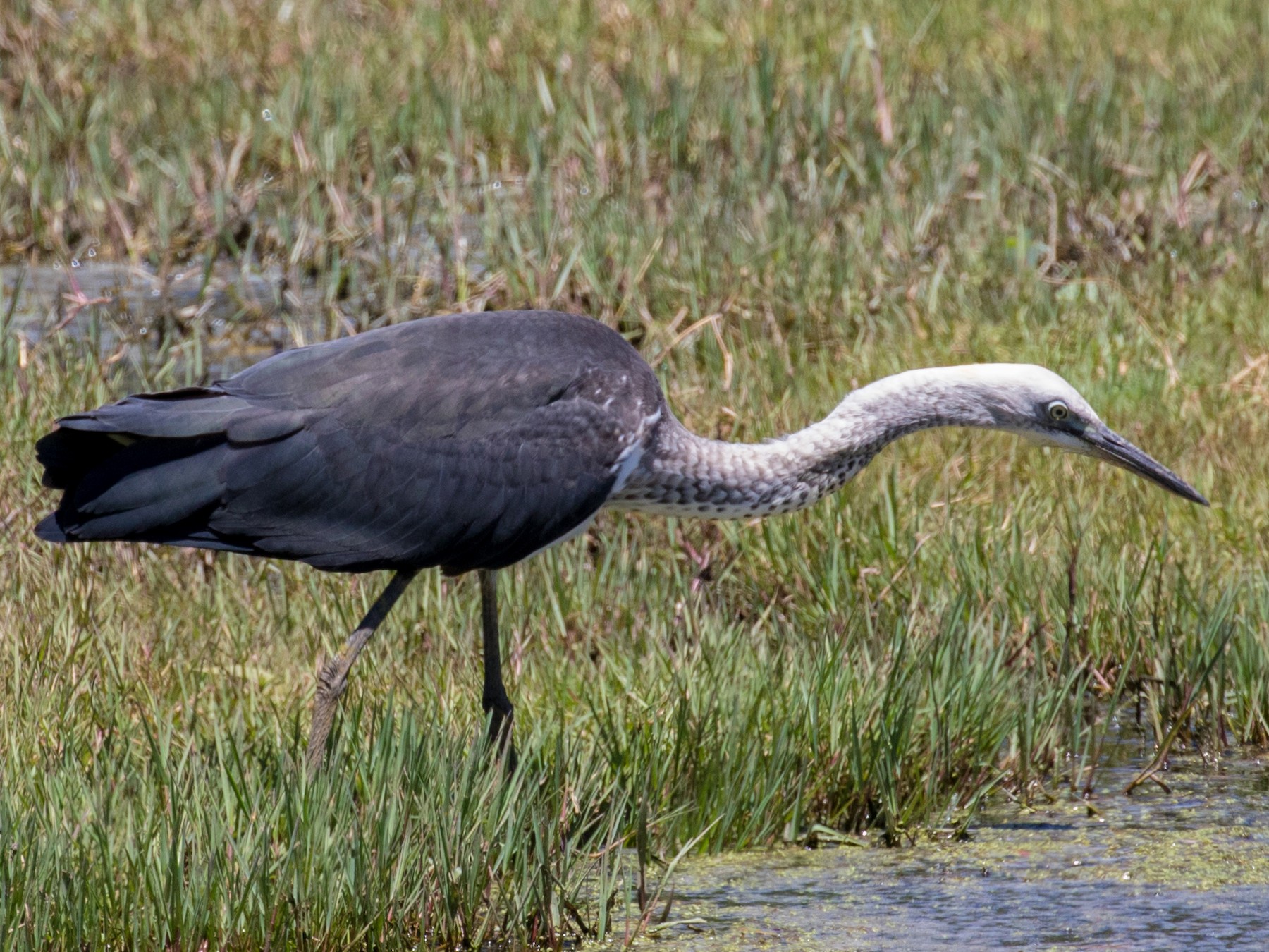 Pacific Heron - shorty w