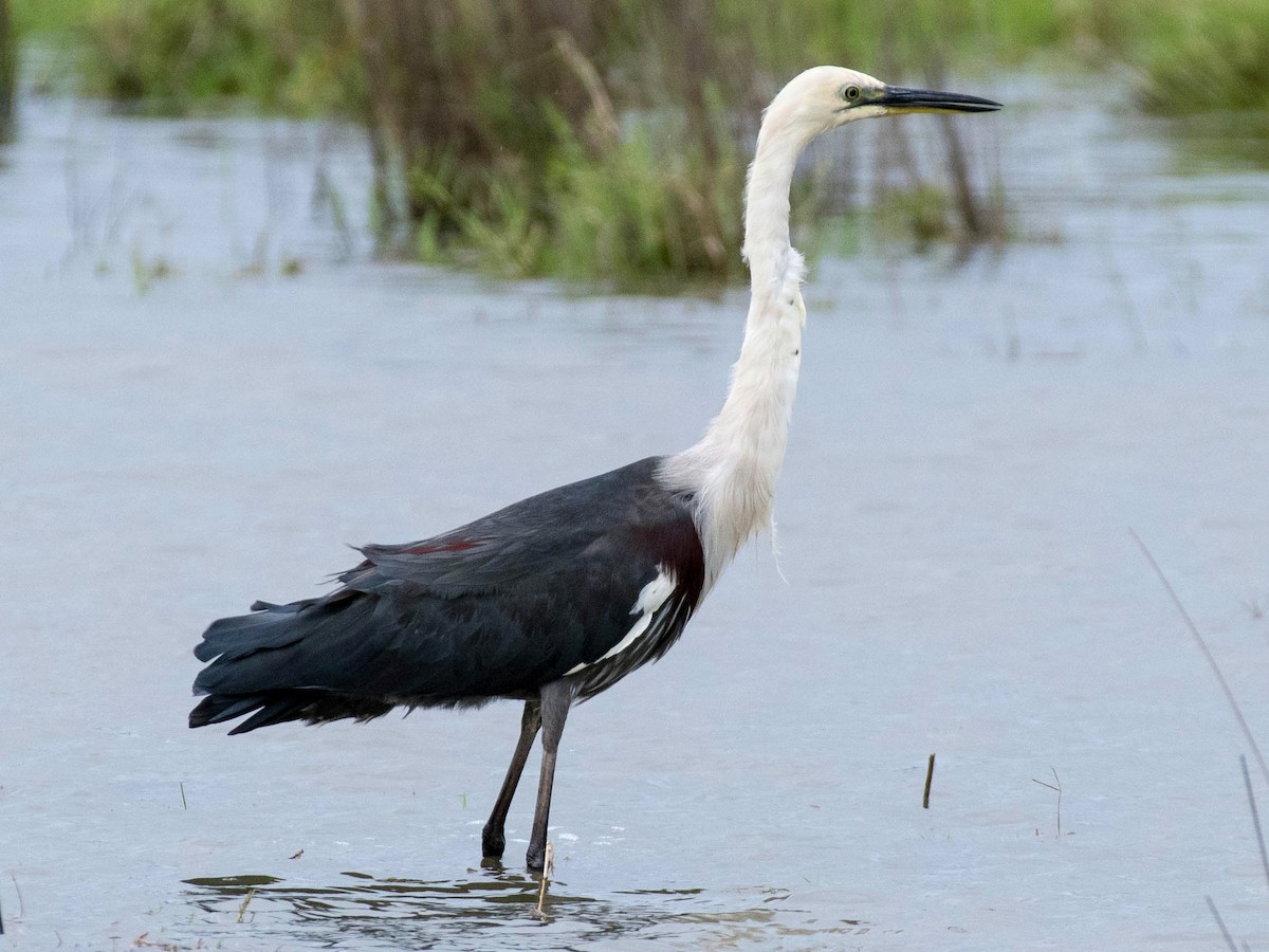 Pacific Heron - eBird