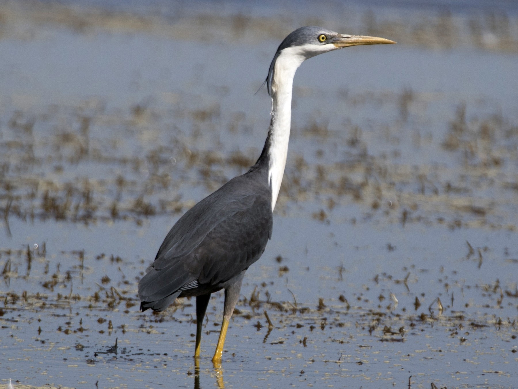 Pied Heron - John Cantwell