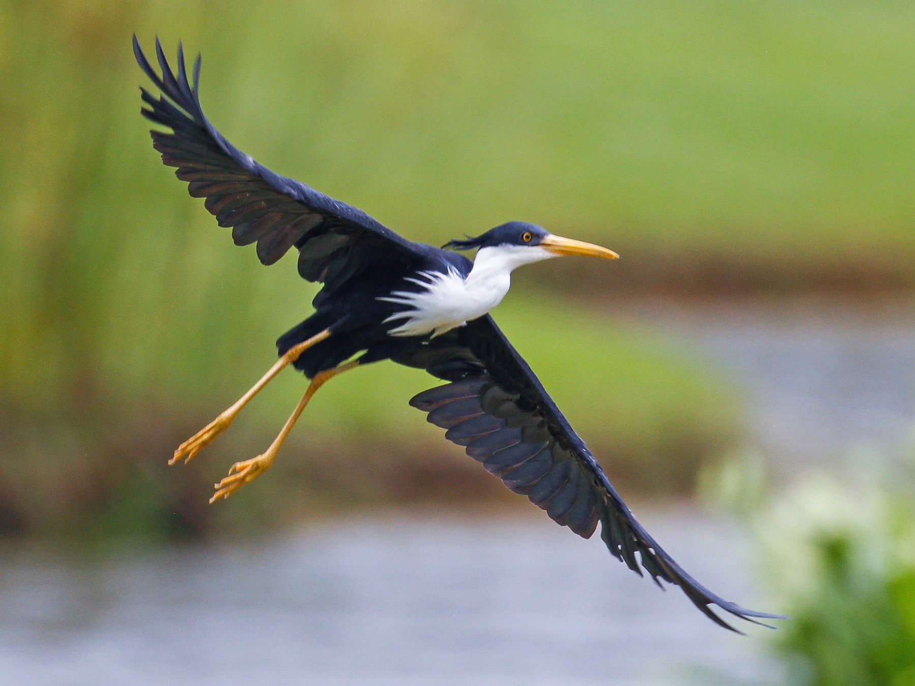 Pied Heron - eBird