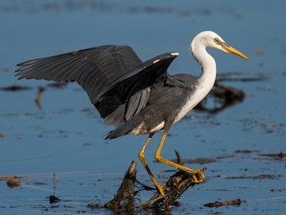 未成鳥 - Raphaël Nussbaumer - ML122678131