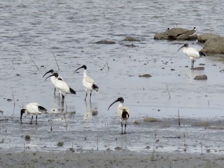  - Australian Ibis