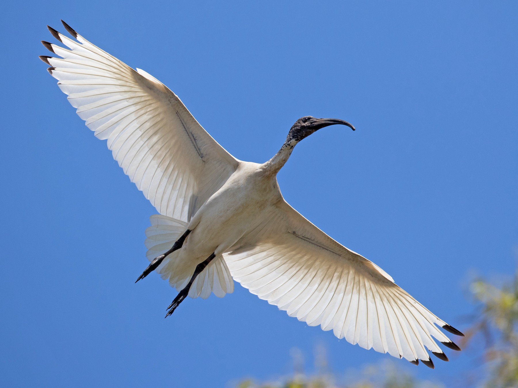 Australian Ibis - Ian Davies