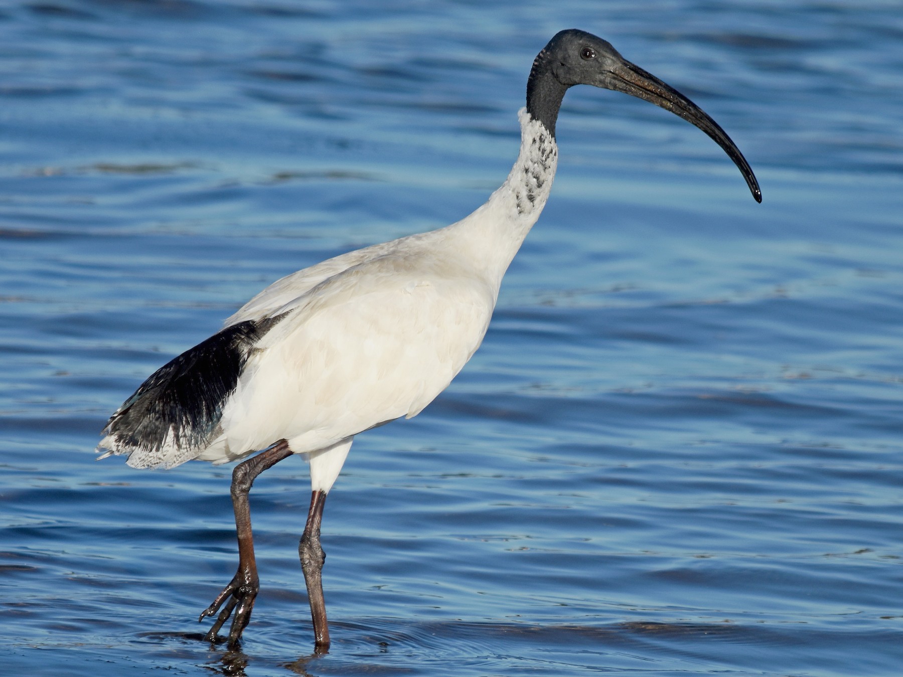 Australian Ibis - Geoffrey Groom