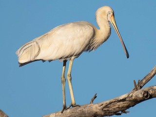 Yellow-billed Spoonbill - Platalea flavipes - Birds of the World