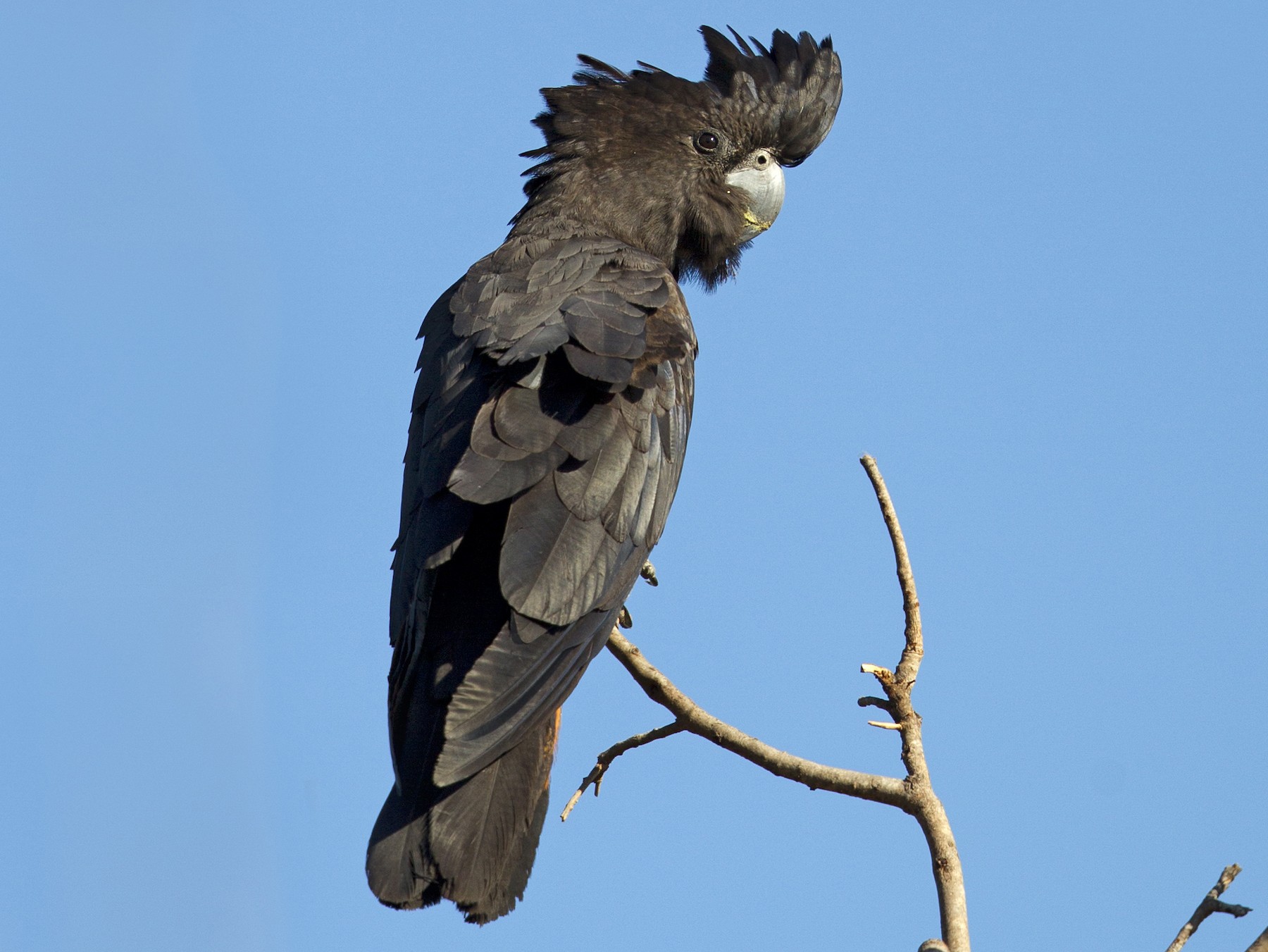 Red-tailed Black-Cockatoo - Mat Gilfedder