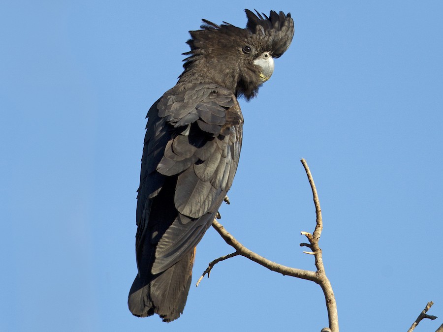 red cockatoo