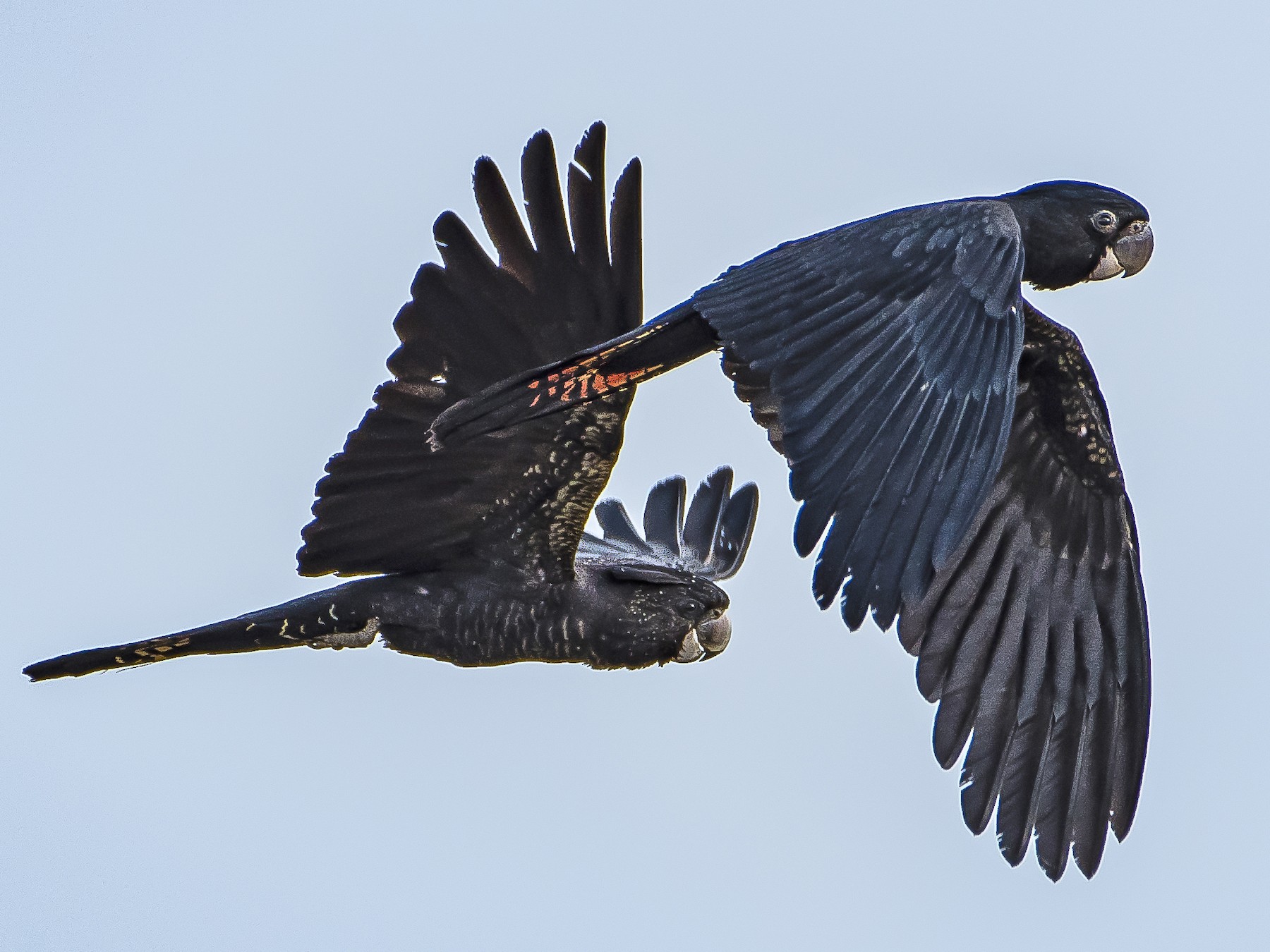 Red-tailed Black-Cockatoo - Lucas Brook